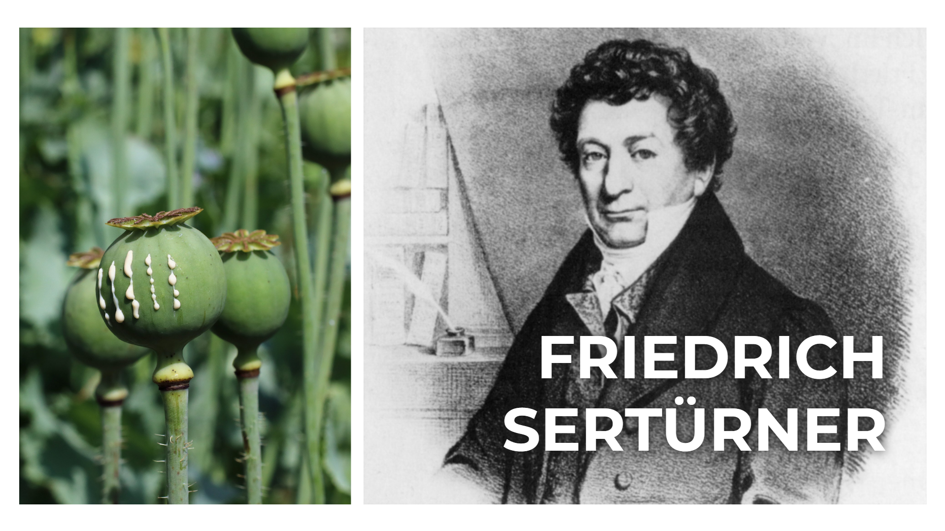 (Figure 2) F. W. Sertürner next to the opium poppy, from which he first synthesized morphine.